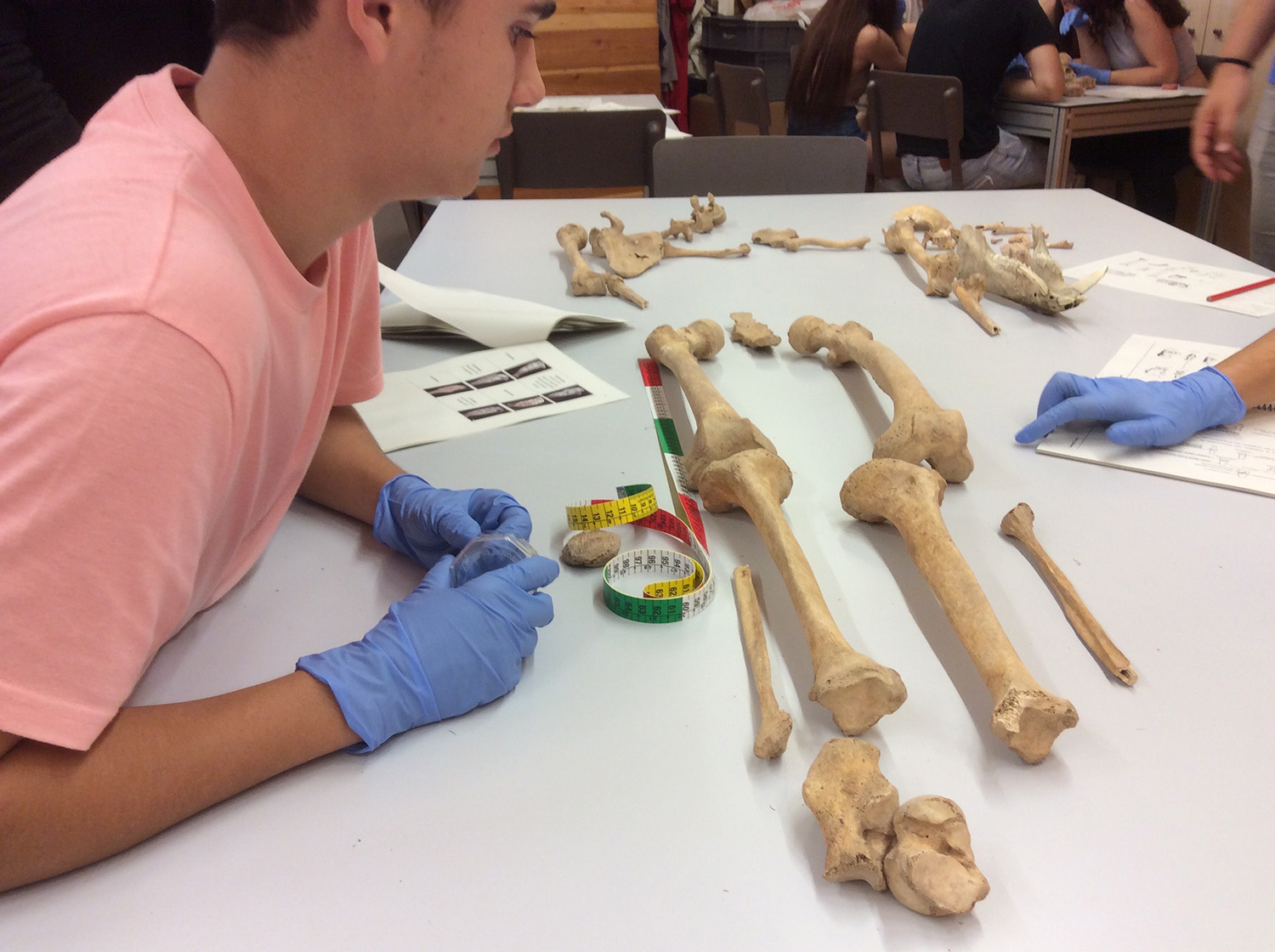 Infant observant restes òssies en una taula de laboratori